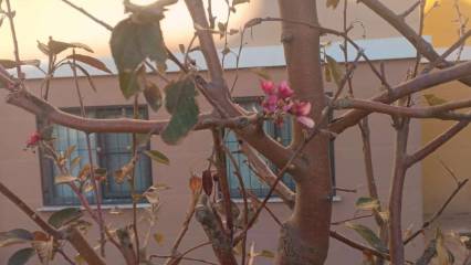 Doğanın takvimi değişti: Kasımda ağaçlar çiçek açtı