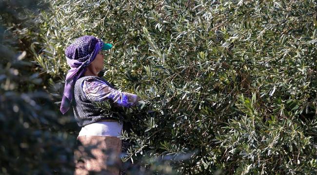 Zeytin ağaçları 17 milyona yaklaştı