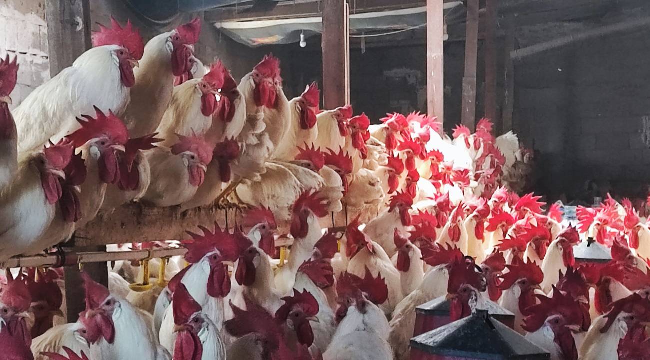 Emekli öğretmenin hobisi yeni gelir kapısına dönüştü