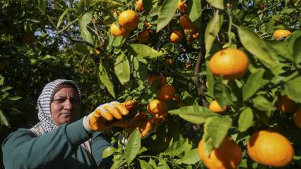 İzmir'de satsuma mandalinası mesaisi başladı: Ürünler hem yurt içine hem yurt dışına gönderilecek
