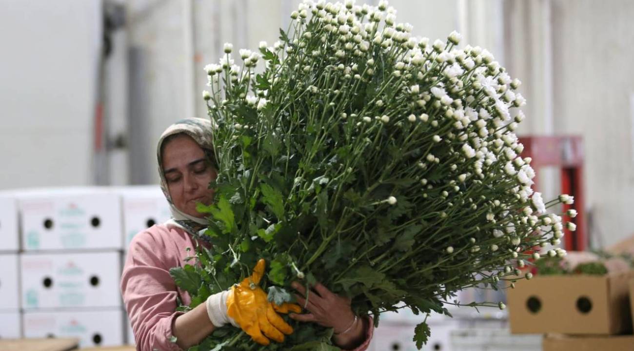 Çiçek sektöründe ihracat ivmesi: Yıl sonunda rekor bekleniyor