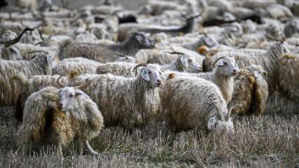 "Tiftik katma değerli bir ürün olarak ekonomiye kazandırılmalı"