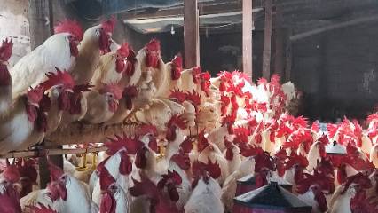 Emekli öğretmenin hobisi yeni gelir kapısına dönüştü