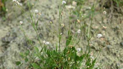 Öğretmen yeni bitki türü keşfetti, literatüre eklendi