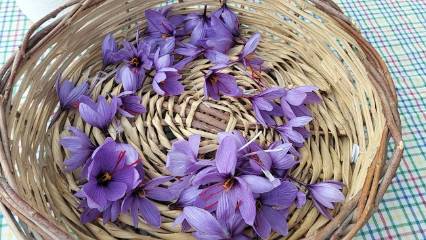 İlaç ve kozmetik sektörünün gözdesi: Dünyanın en pahalı baharatı o ilde hasat ediliyor