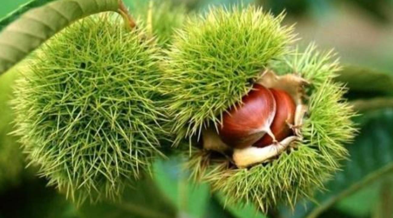 Bu ağacı dikene devlet desteği... Süre daralıyor