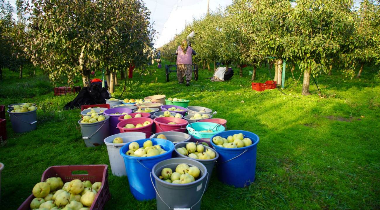 Devlet desteğiyle ek gelir: Edirne'de üreticinin yüzü güldü