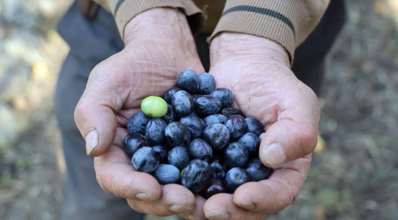 Pekin'de "Üstün Lezzet Ödülü" kazandı: 95 yaşındaki üreticinin hasat hikayesi