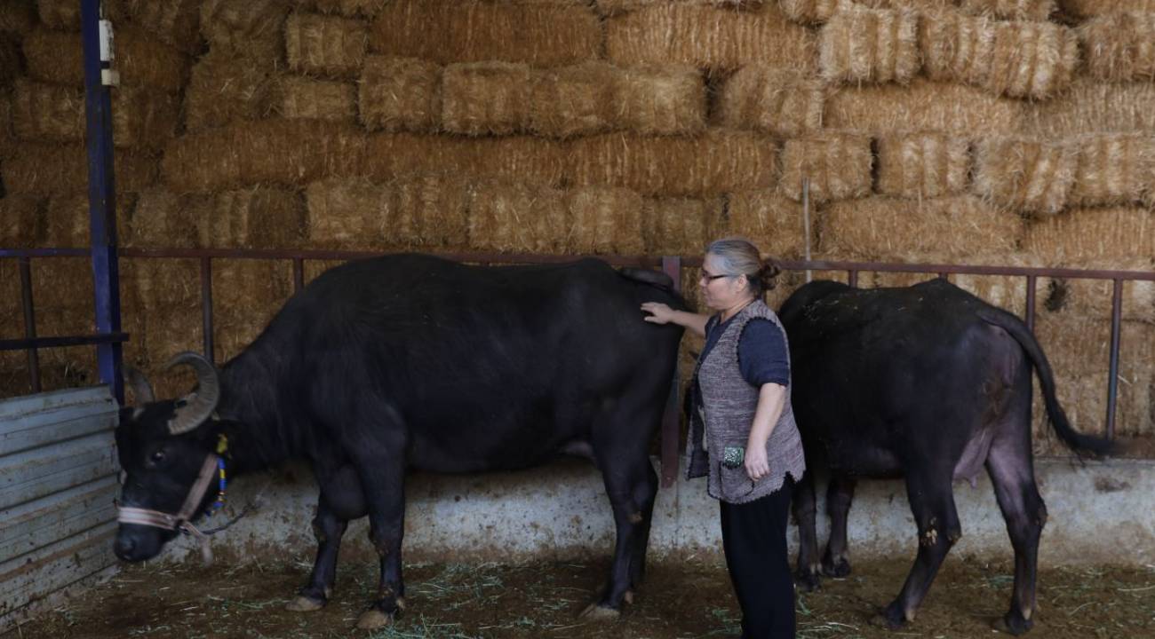 Sınırlı sayıda üretilen manda kaymağının kilosu binlerce TL’den alıcı buluyor
