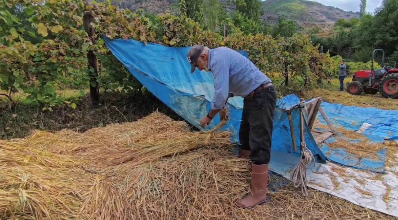Yüzlerce ton pirinç üretiliyor: Zorlu coğrafyada hasat başladı