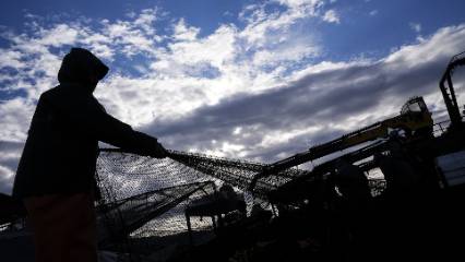 Balık sezonunun yarısı tamamlandı: Hamsi ve sardalya yüzleri güldürdü