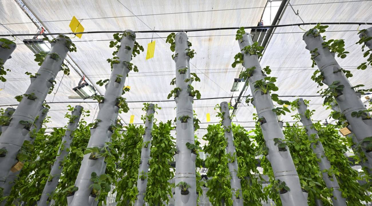 İklim krizine karşı yeni üretim modeli: Topraksız dikey tarımla minimum enerji maksimum verim