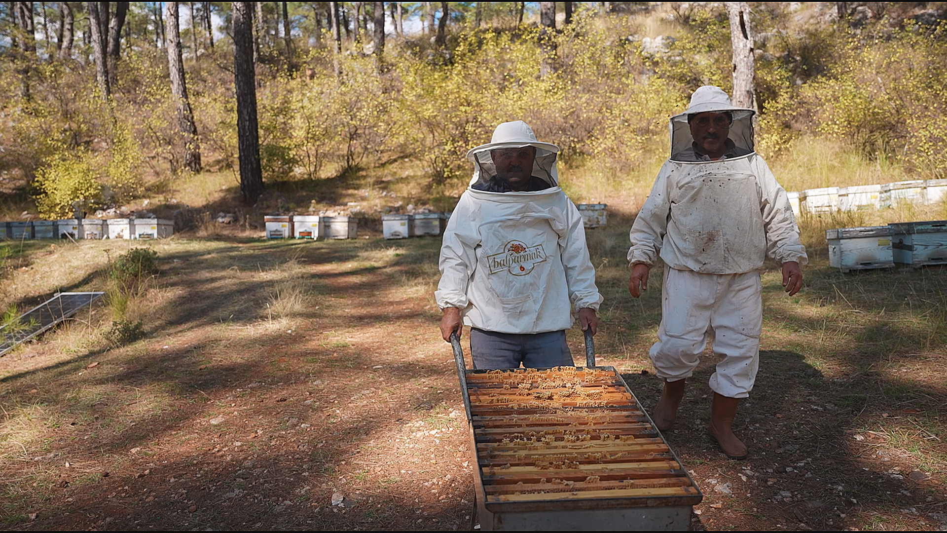 'Türk Çam Balı’nda devlet tarafından fonlanmalıyız'-1