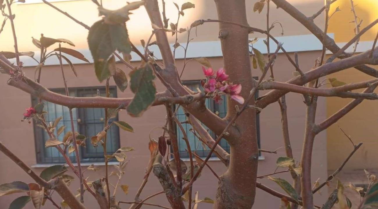 Doğanın takvimi değişti: Kasımda ağaçlar çiçek açtı