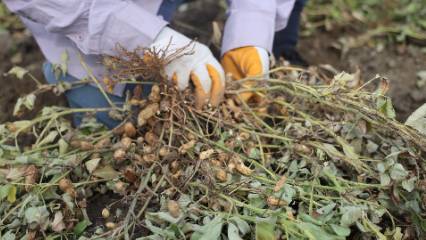 Yer fıstığında rekolte yarıya indi: Tarla ve market fiyatları dikkat çekiyor