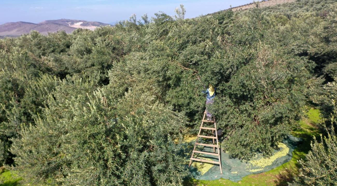 Sofralık zeytinde rekolte azaldı mı? 2025 hasadında kalite dikkat çekti