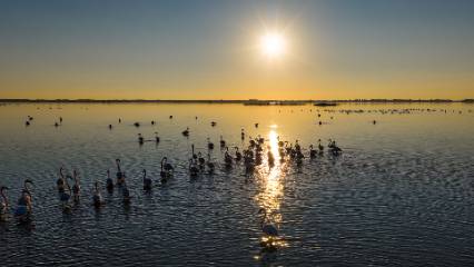 Göç etmediler, mesken tuttular: Adana lagünlerinin yıl boyu sakinleri