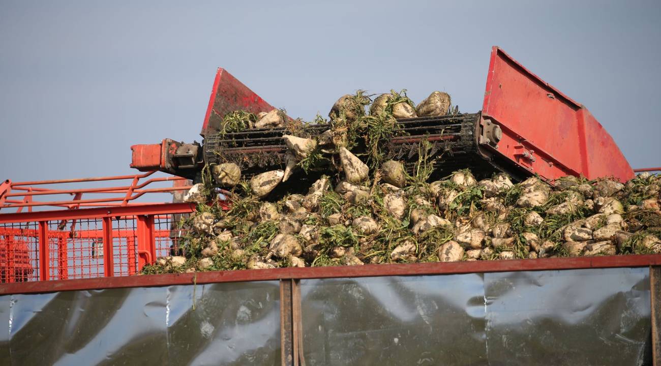 Pancar mesaisi tamamlandı: 13 bin tondan fazla kristal şeker üretildi