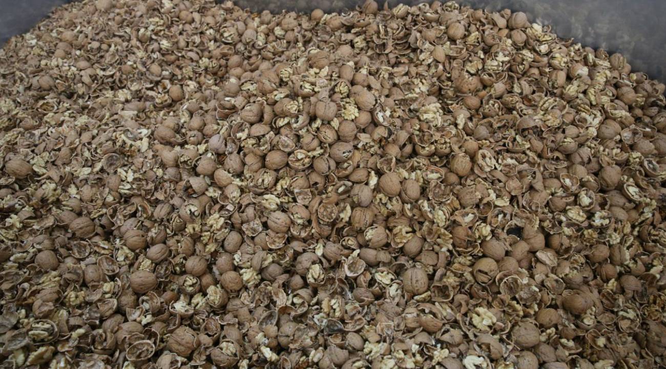 Kurduğu tesiste işlediği cevizleri 20 ile gönderiyor