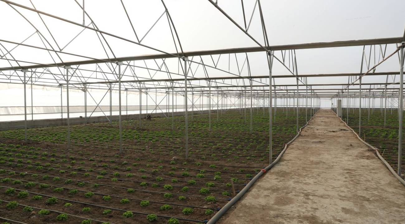 O ilde Doğu Anadolu'nun en büyük toplu sera alanı kuruluyor