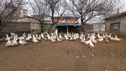 Köyüne döndü, üretime başladı: Şimdi binlerce hayvan yetiştiriyor