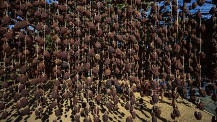 Tazesi satılmayınca yeni kazanç kapısı oldu: Cennet hurması kurutulup ihraç ediliyor