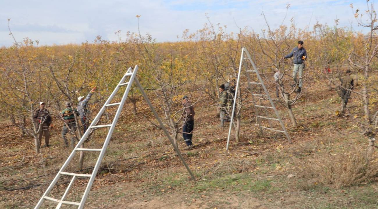 Köylüler sınırları kaldırdı, devasa oldu