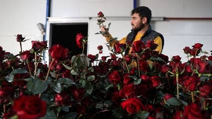 Sebze serasında gül yetiştiriliyor: Üretim Türkiye’nin dört bir yanına ulaşıyor