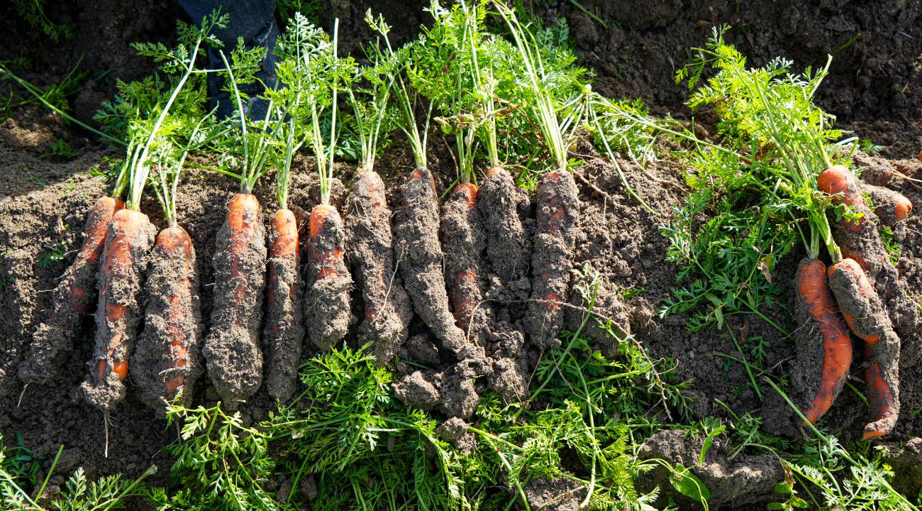 Havuç tarlalarında hasat başladı: Verim dikkat çekiyor