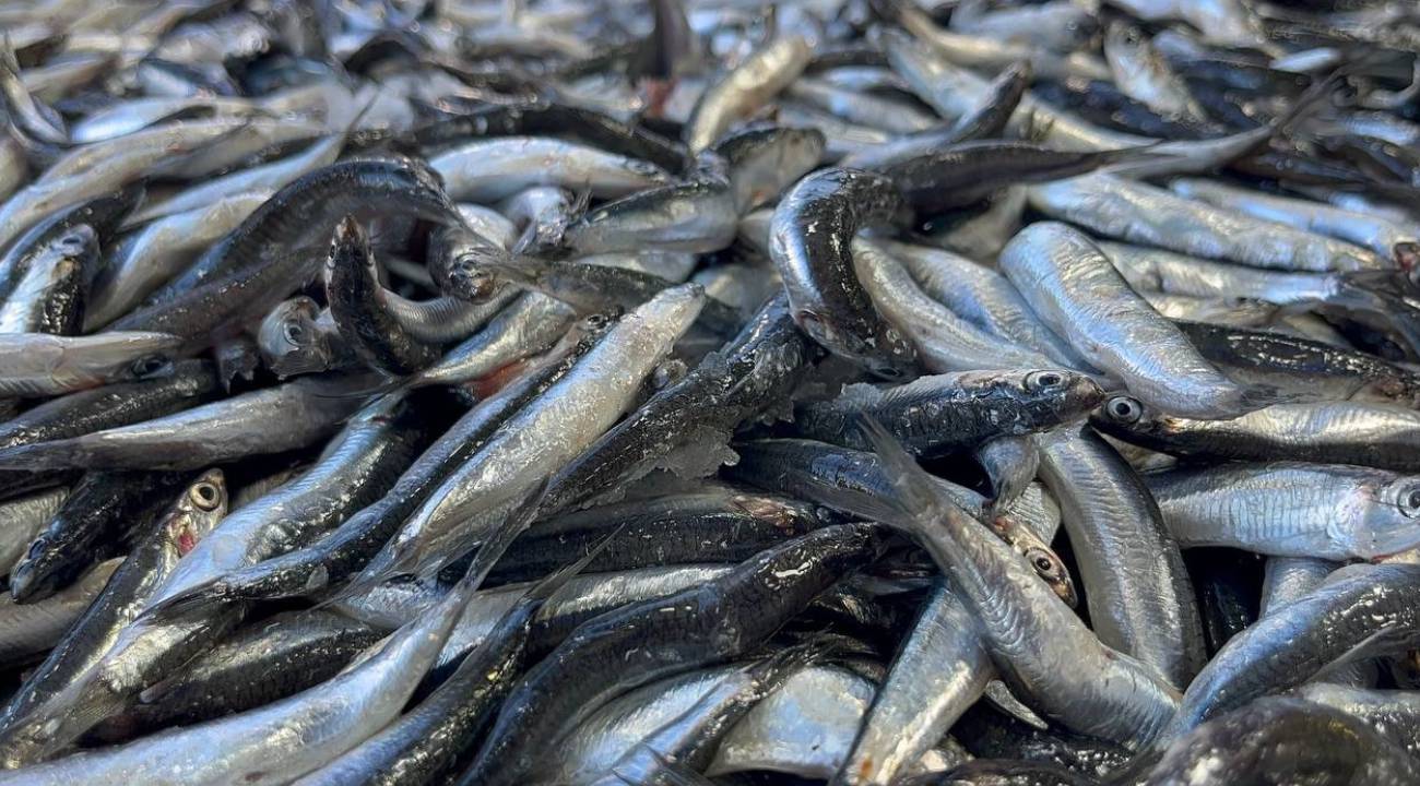 Karadeniz'de balık sezon hareketlendi: Ordu'da hamsi 25 TL'den alıcı buluyor