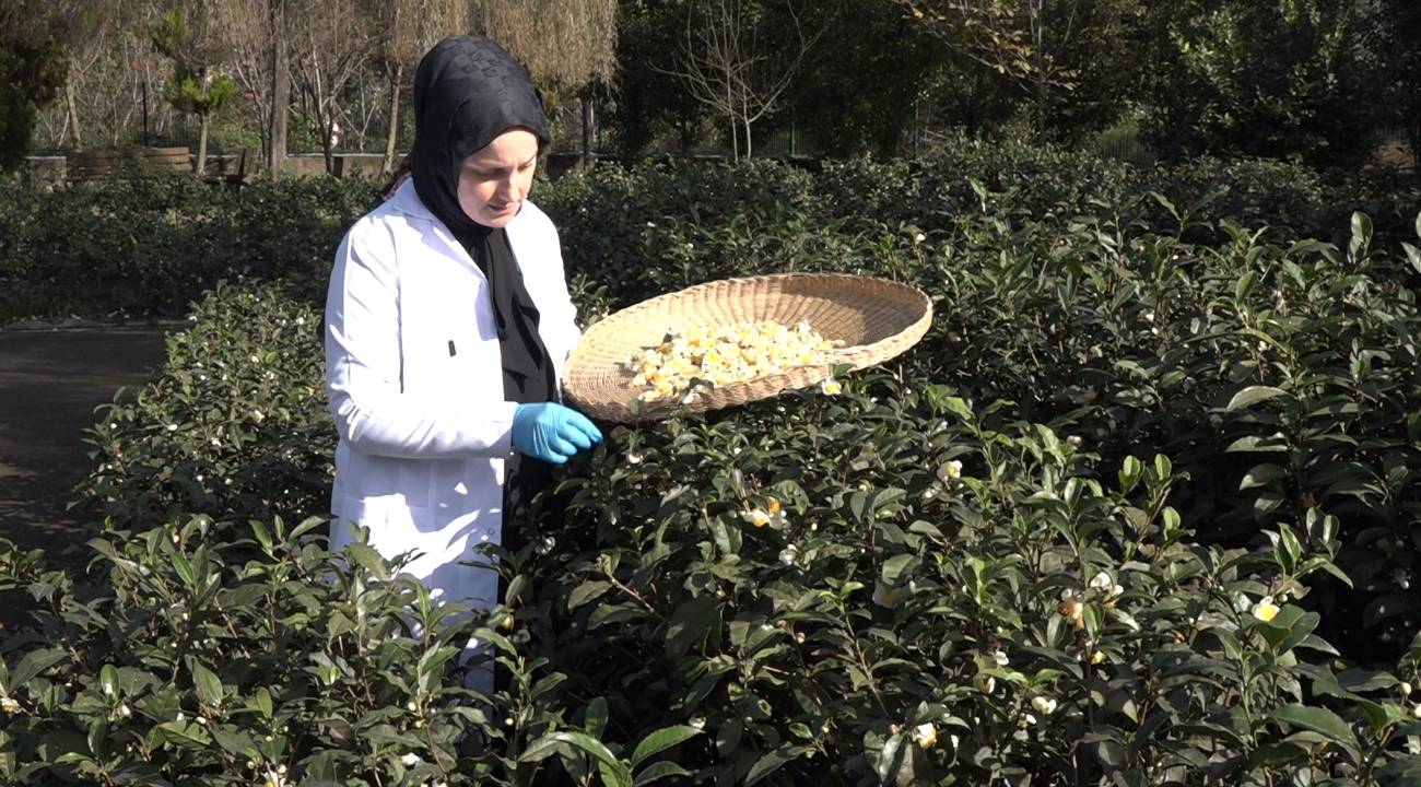 Sindirim ve bağışıklığa faydalarıyla dikkat çekiyor: Kilosu 6 bin liradan satılıyor