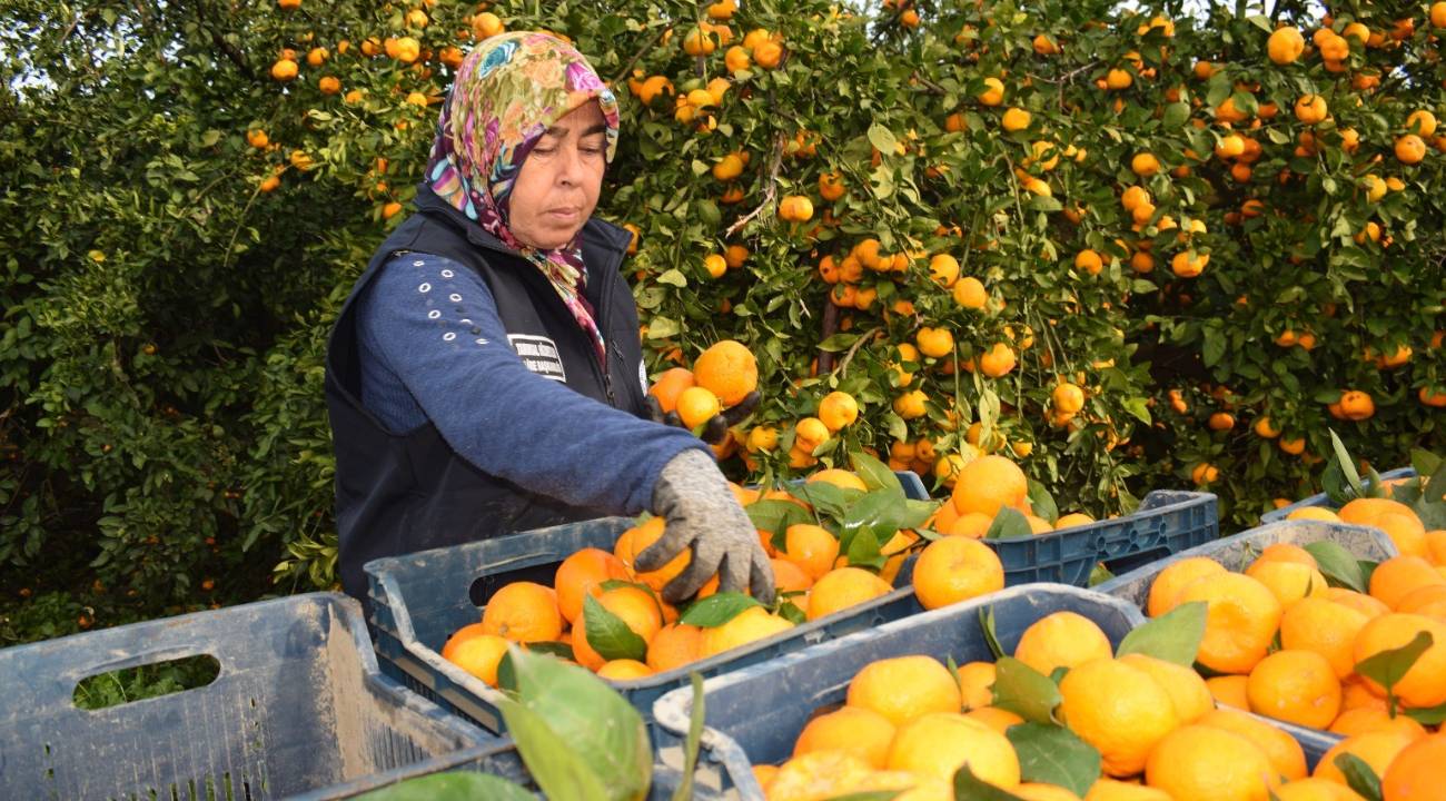 Kilosu 2 liraya kadar düşmüştü: Tonlarca ürün ücretsiz dağıtıldı