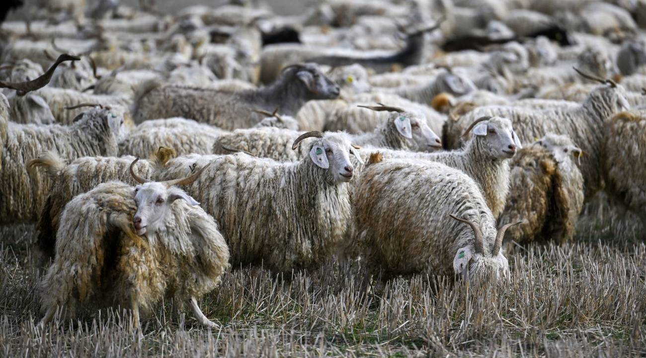 "Tiftik katma değerli bir ürün olarak ekonomiye kazandırılmalı"
