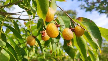 Güzelliğin sırrı bu meyvede saklı: Endüstri kurulması hedefleniyor