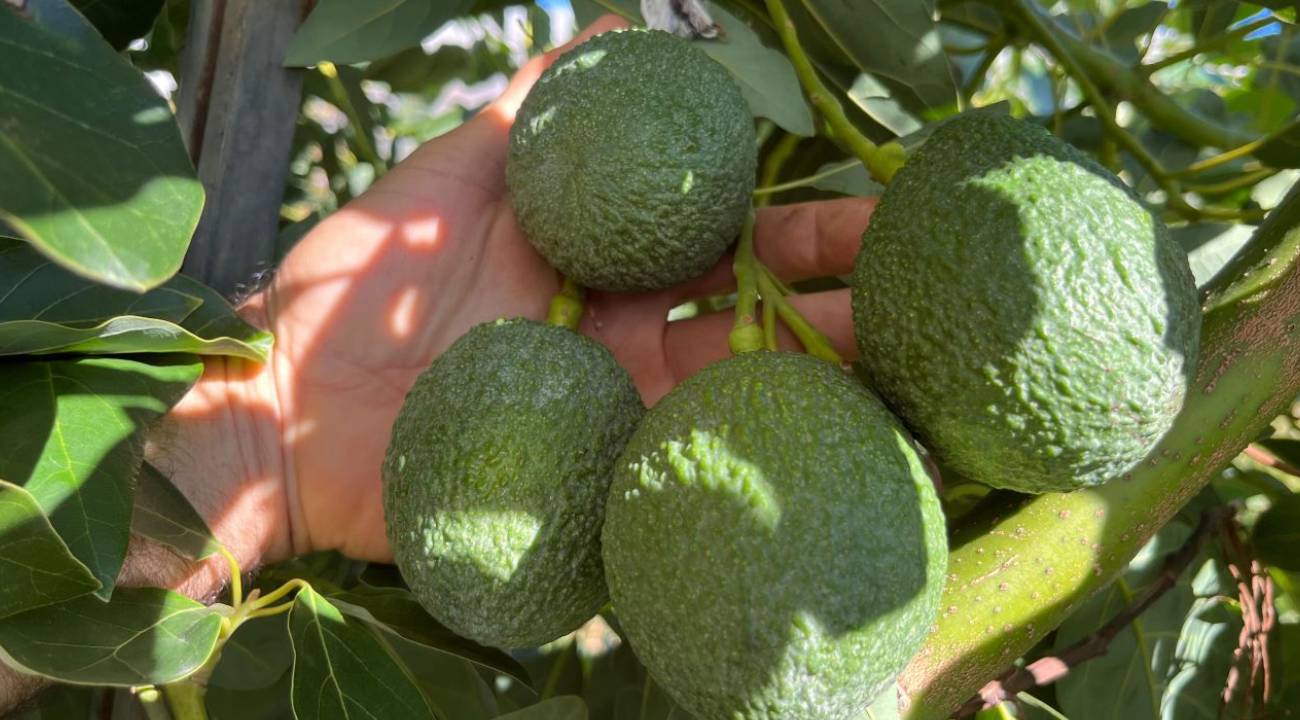 Alanya tropikal meyvede üretimin üssüne dönüşüyor