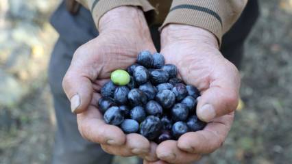Pekin'de "Üstün Lezzet Ödülü" kazandı: 95 yaşındaki üreticinin hasat hikayesi