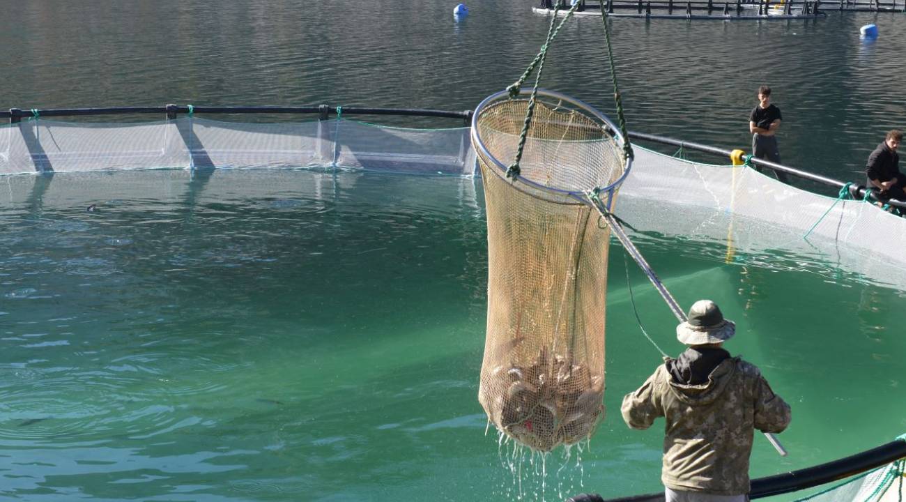 Bu şehirde yetiştirilen Türk somonu 67 ülkeye gönderiliyor