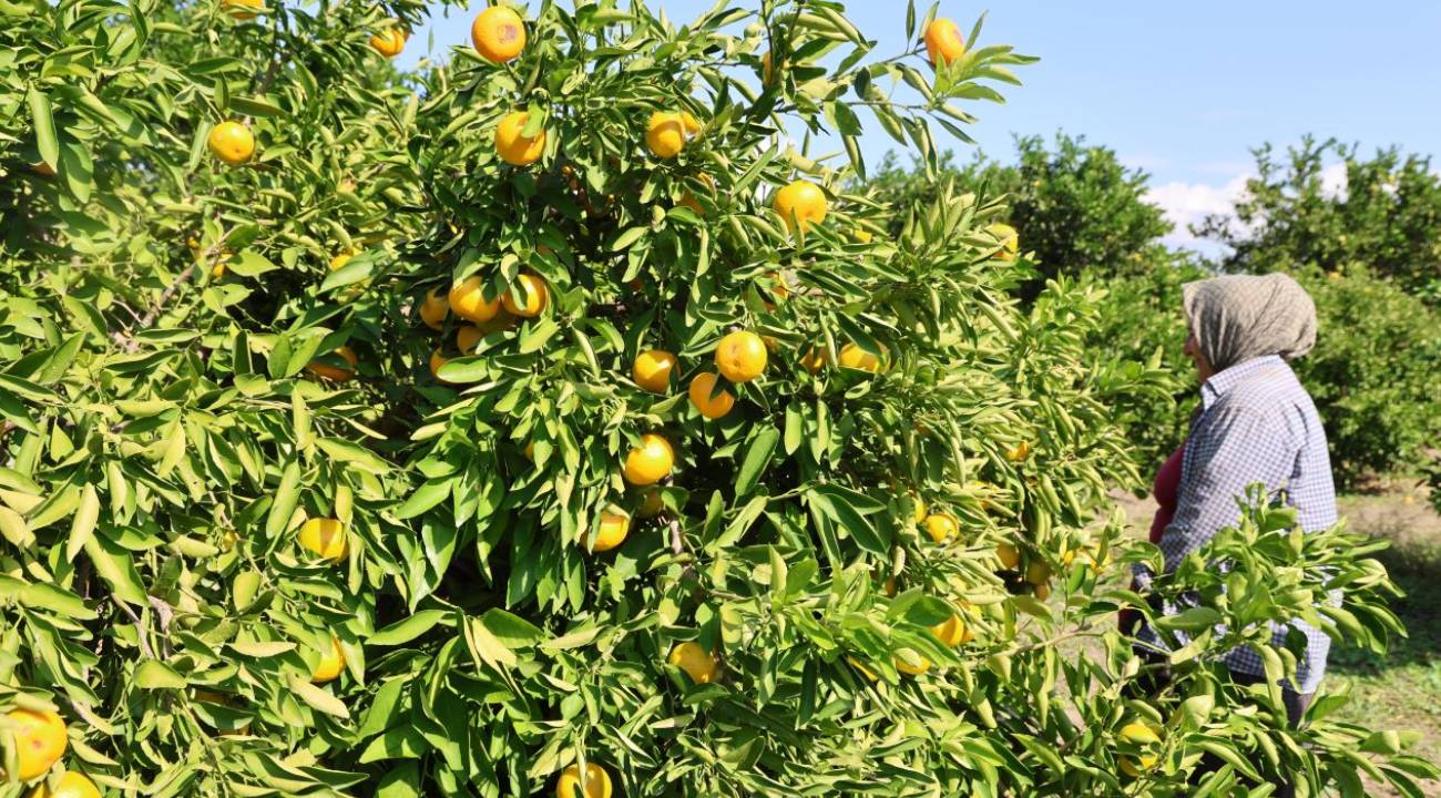 Mevsimin en uygun fiyatlı meyvesi oldu: Kilosu 8 TL'ye düştü