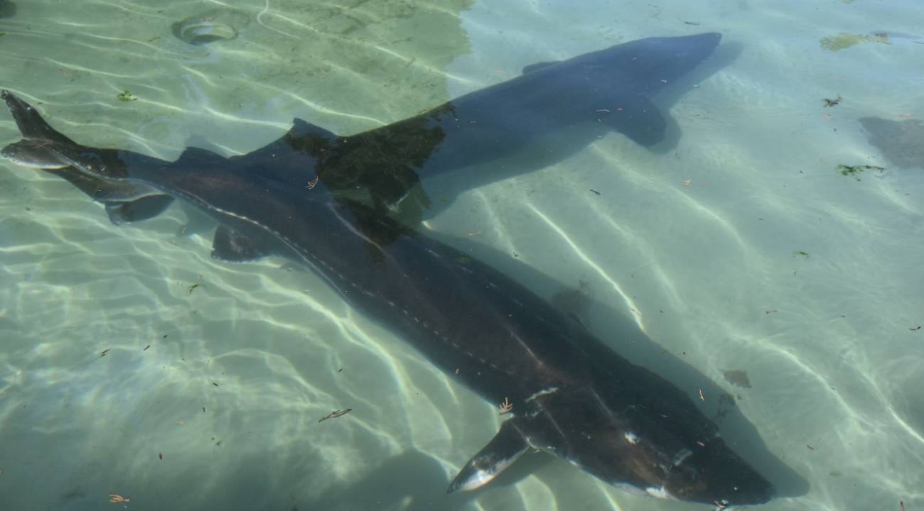 250 milyon yıldır yaşıyorlar: Nesli tükenmesin diye çalışma yürütülüyor