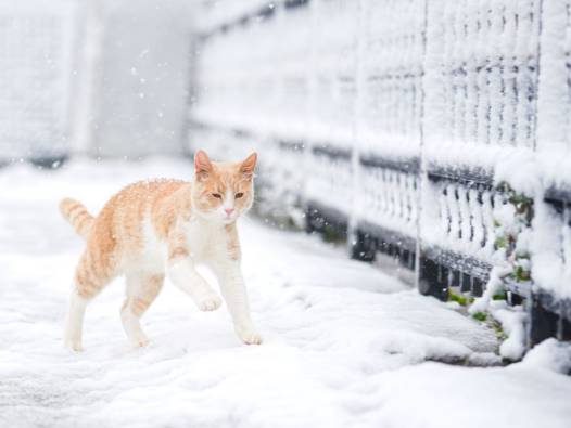 İstanbul beyaza büründü! İşte megakentten kar manzaraları