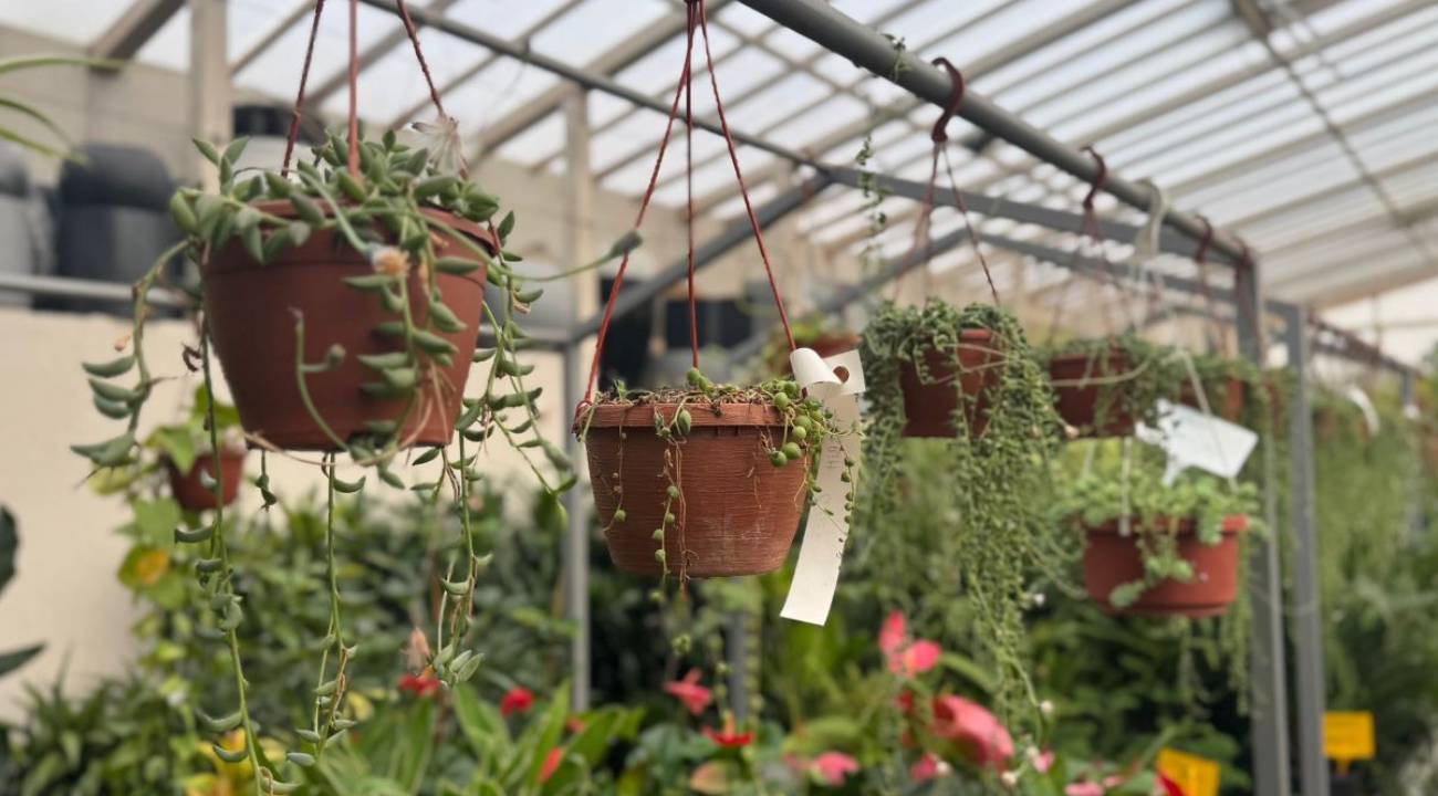 Balkon bahçeciliği yükselişte: Süs bitkisi satışlarında dikkat çeken artış