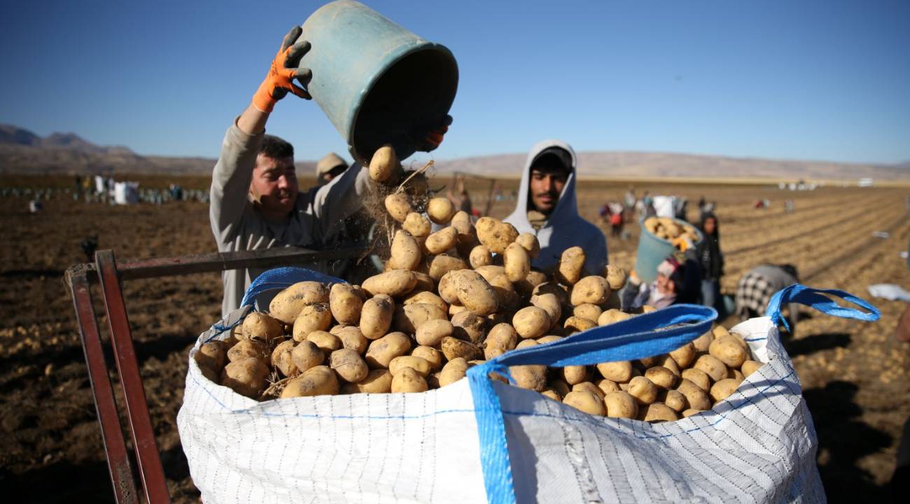 Doğu Anadolu’nun 'patates havzası'nda yoğun mesai: Yüksek rekolte bekleniyor