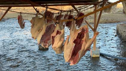 Kurutma işlemi 15-30 gün sürüyor kilosu 2 bin lira