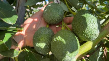 Alanya tropikal meyvede üretimin üssüne dönüşüyor