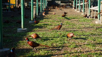 Doğal savaşçılar: Biyolojik mücadele güçleniyor 3 bin adet doğaya salınacak