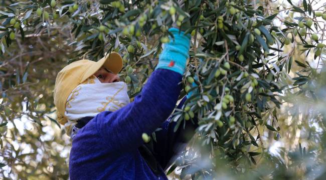 "Sofralık zeytin kalitesi son yılların en yüksek seviyesinde"