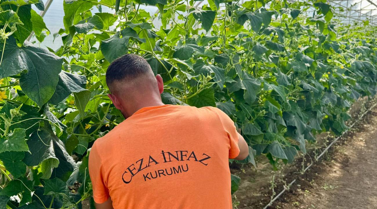 Hükümlülerin ürettiği meyve ve sebzelere yoğun talep