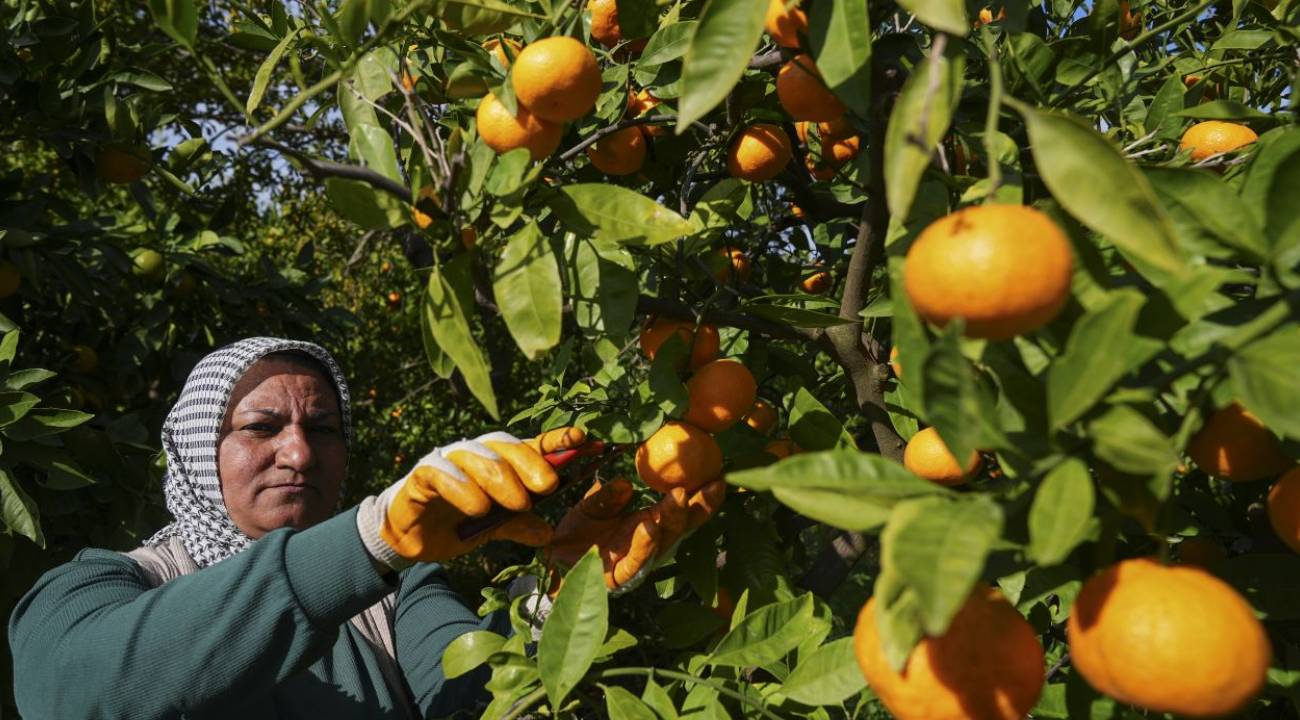 İzmir'de satsuma mandalinası mesaisi başladı: Ürünler hem yurt içine hem yurt dışına gönderilecek