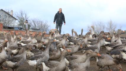 İstanbul’u bıraktı, baba ocağında kaz çiftliği kurdu: Sayı 5 yılda 600’e çıktı