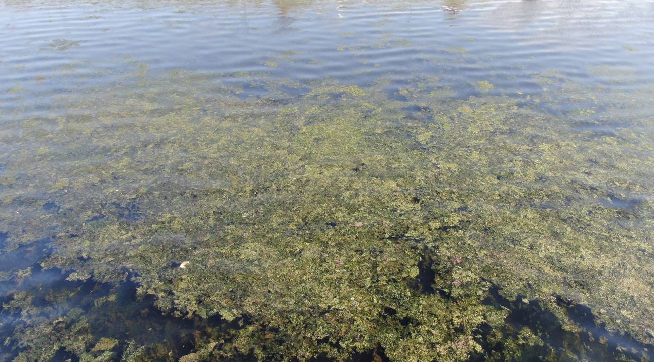 İzmir Bostanlı sahilinde "deniz marulu" alarmı